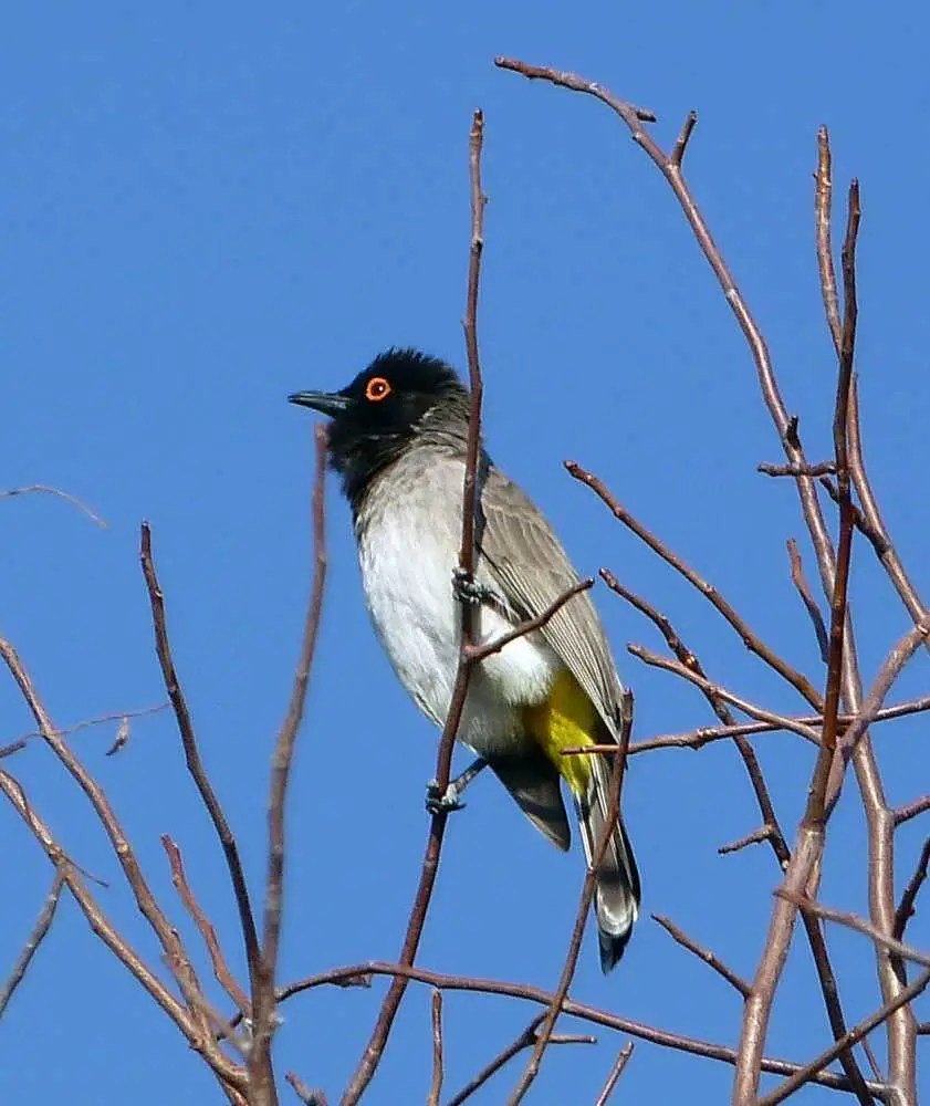 RedeyedBulbul.jpg