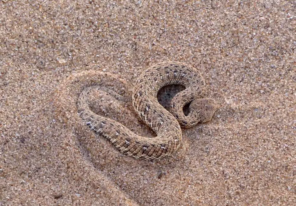 SidewinderSnake.jpg