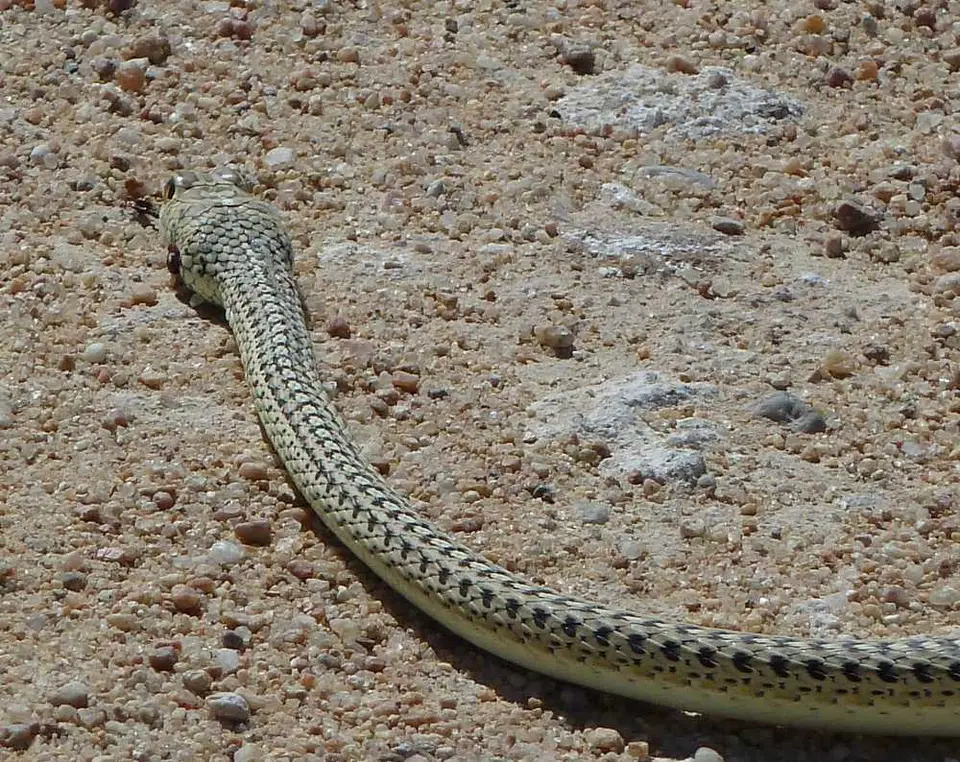 Snake_03.jpg