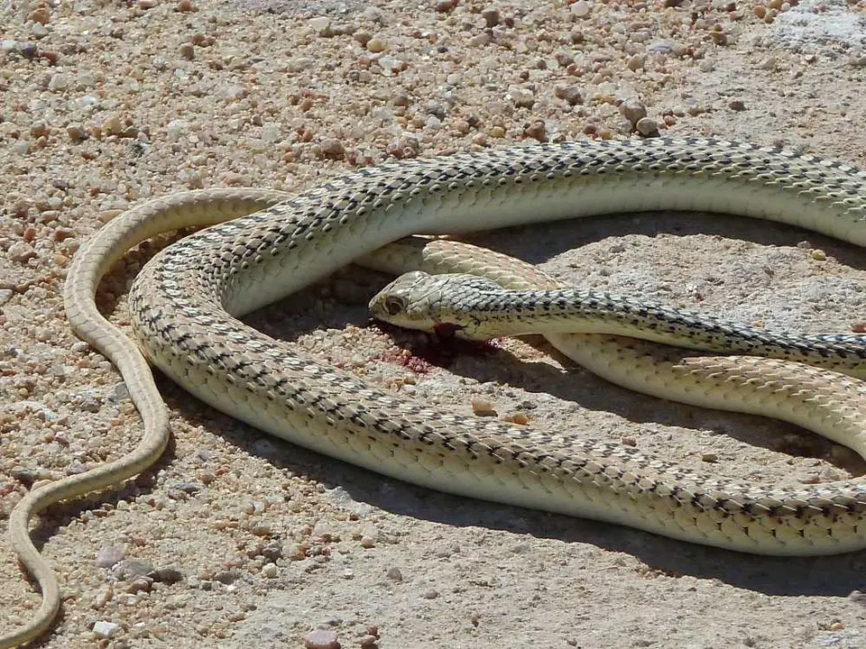 Snake_04.jpg
