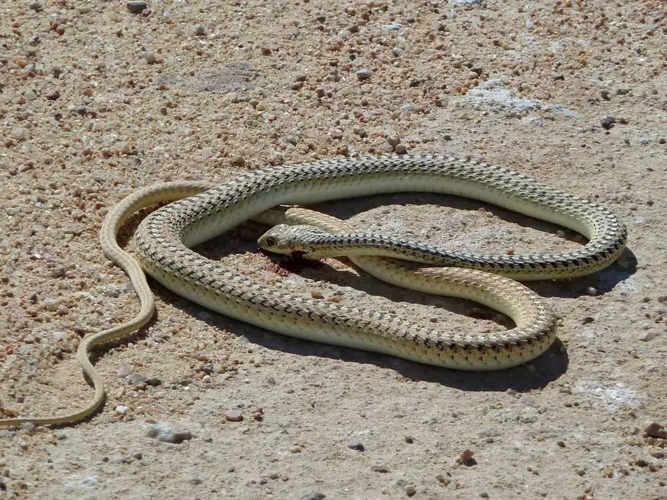 Snake_05.jpg