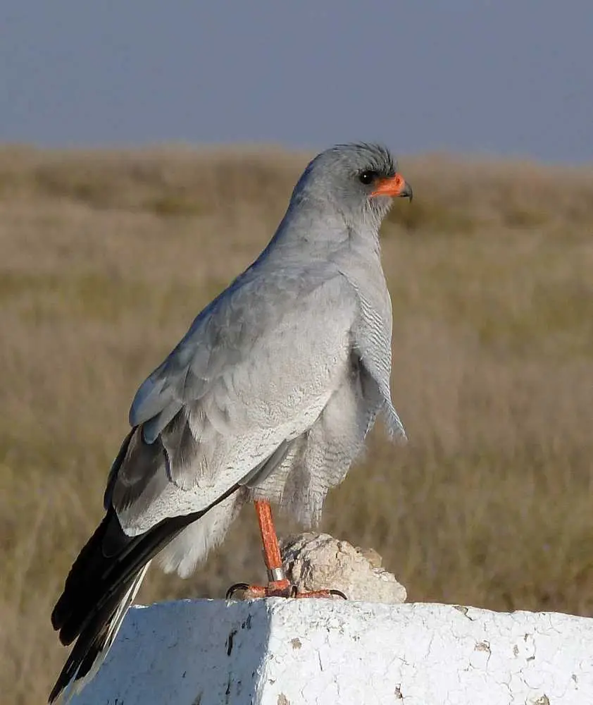 Sparrowhawk_2.jpg