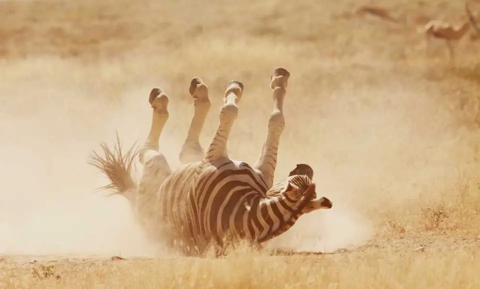 Namibiabestofjpg831.JPG