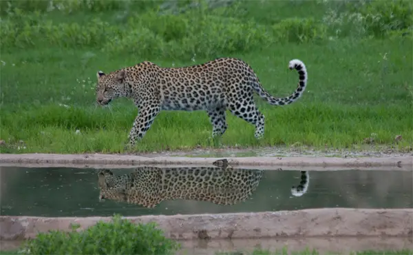 LeopardUrikaruus-2-klein.jpg