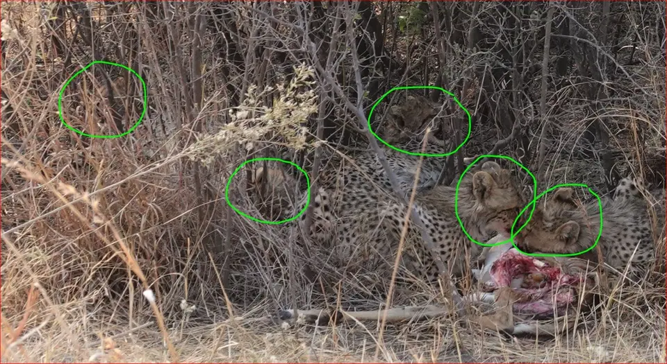 5Gepardenk.jpg