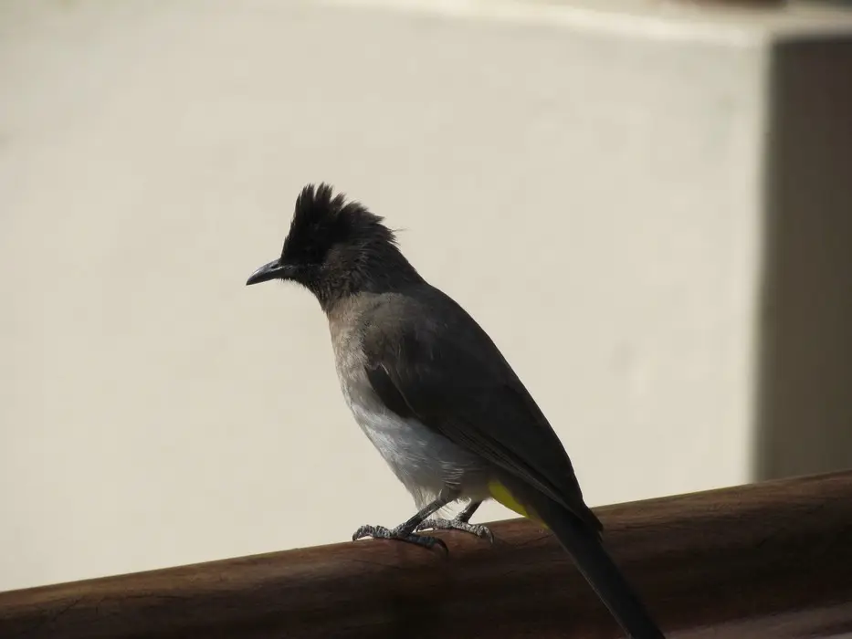 BerichtVogel.jpg