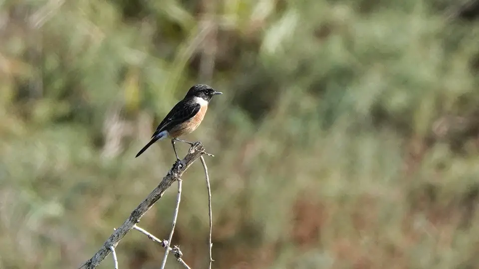 DSC06754.jpg