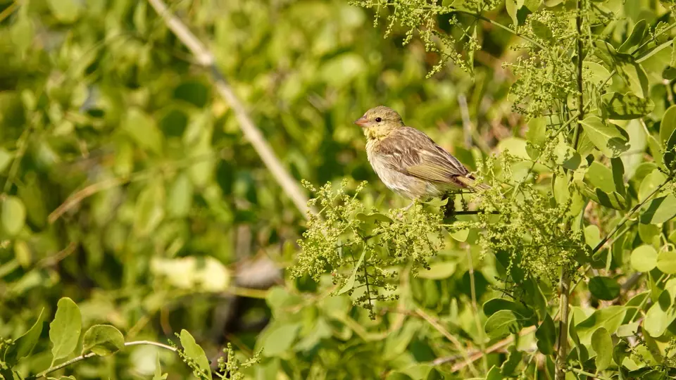 DSC07128k.JPG