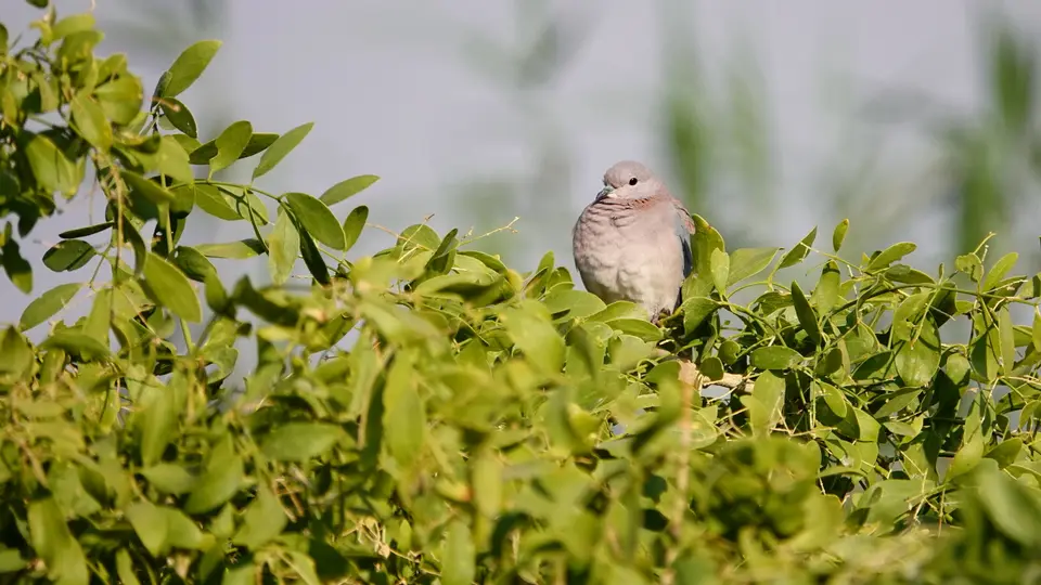 DSC07132k.JPG