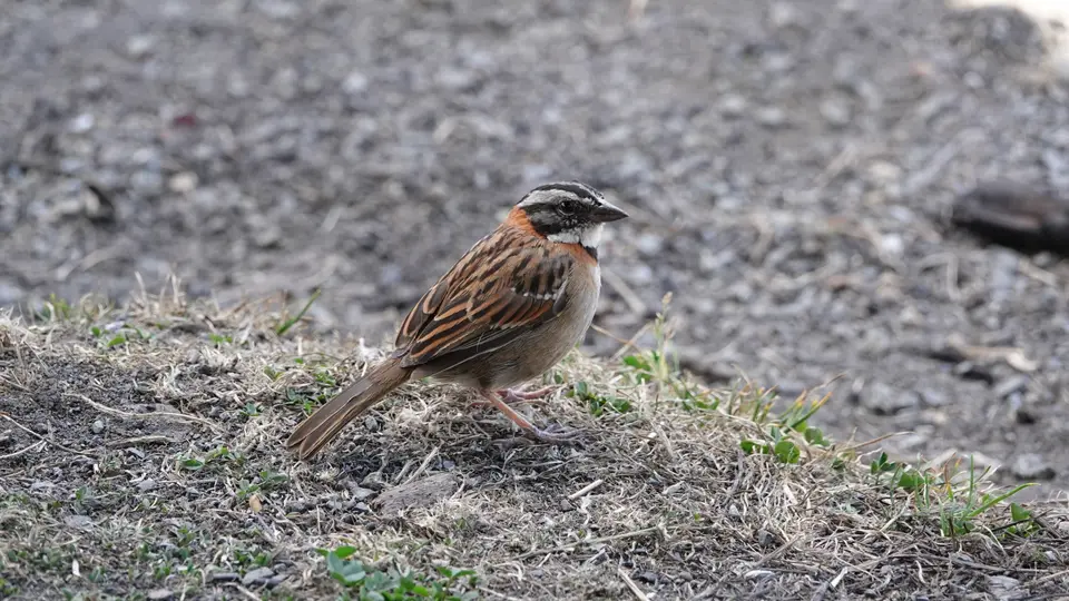 DSC09605k.JPG