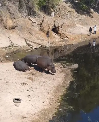 Hipposk.jpg