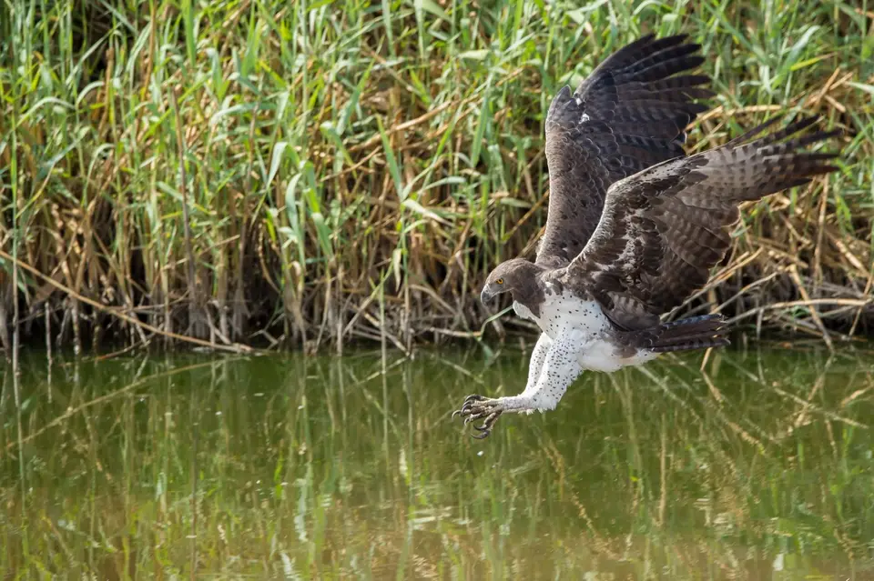 Namibia_Etosha_3908.jpg