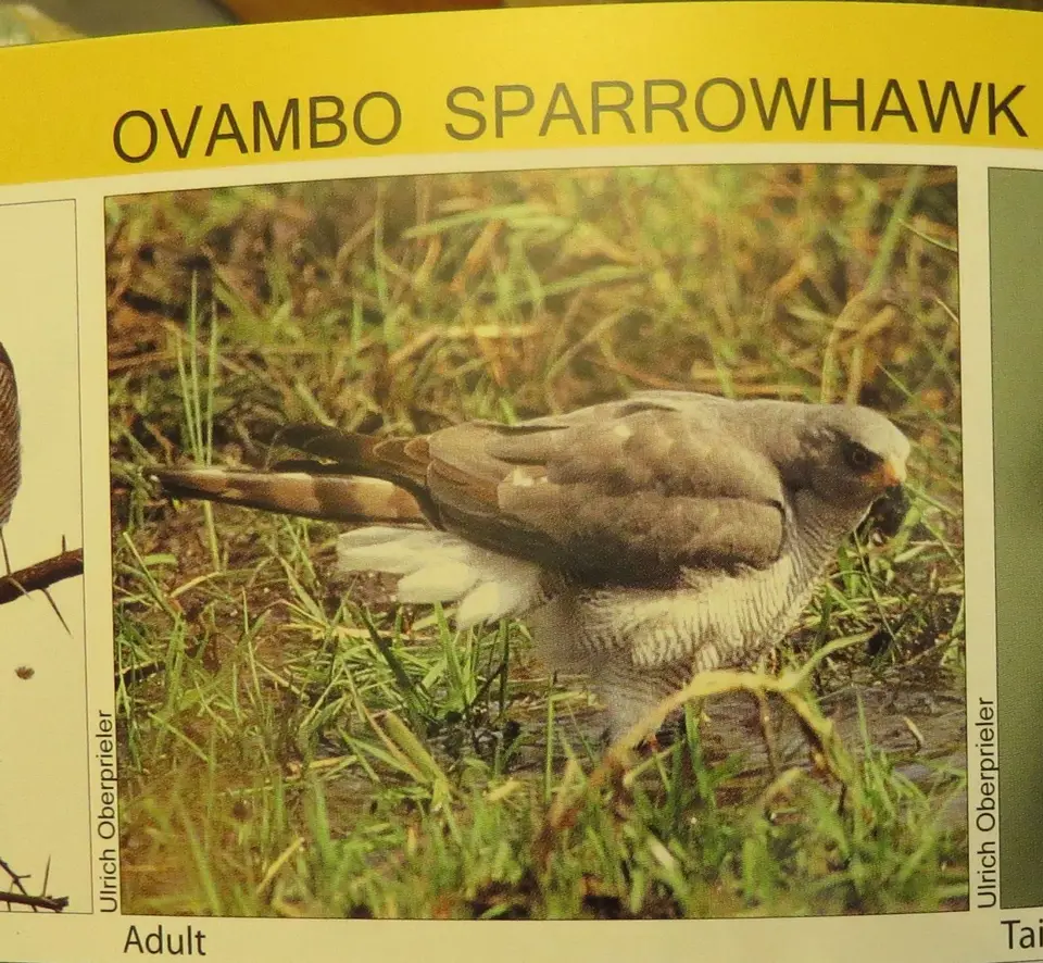 Ovambo.jpg