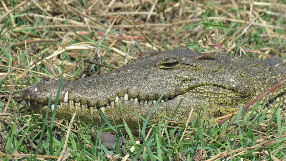 h9caca80.jpg