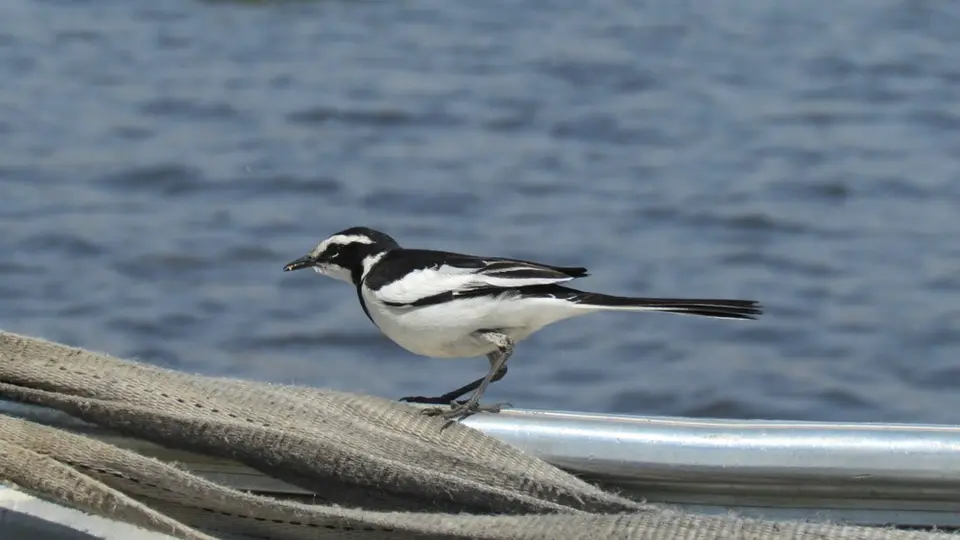 hf2721ca.jpg
