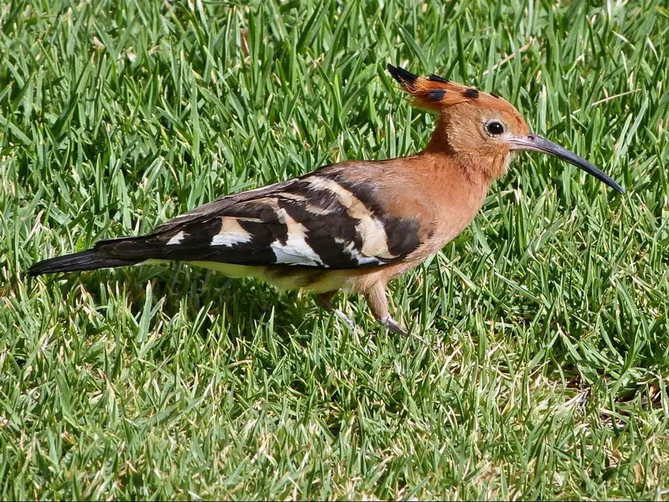 hdf3722d.JPG