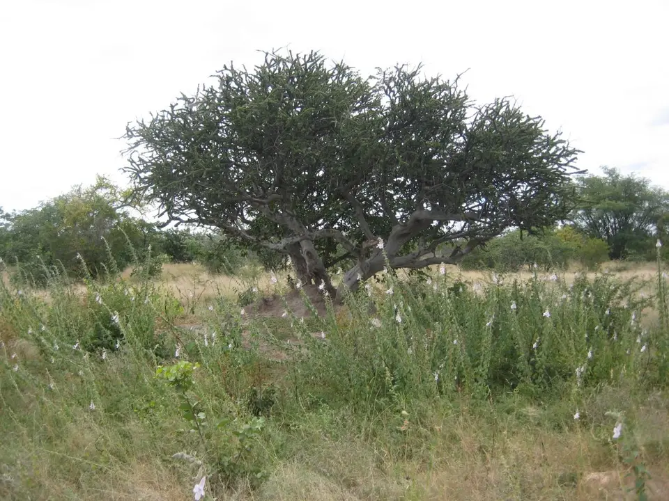 h682ab55.JPG
