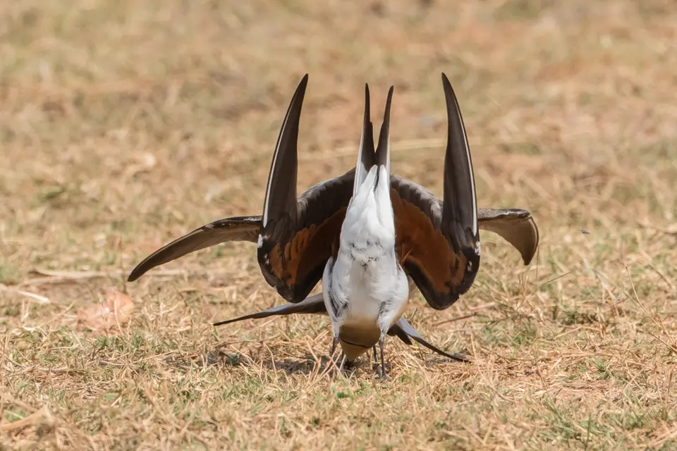 20180803-110322-LV6A1188.JPG