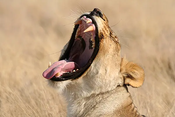 Etosha-1.jpg