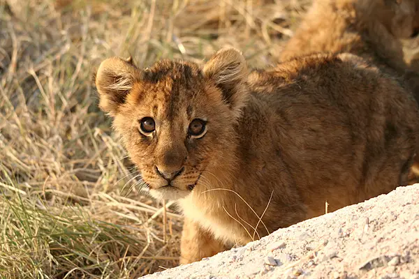 Etosha-2.jpg