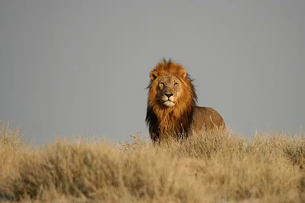 Etosha-3.jpg