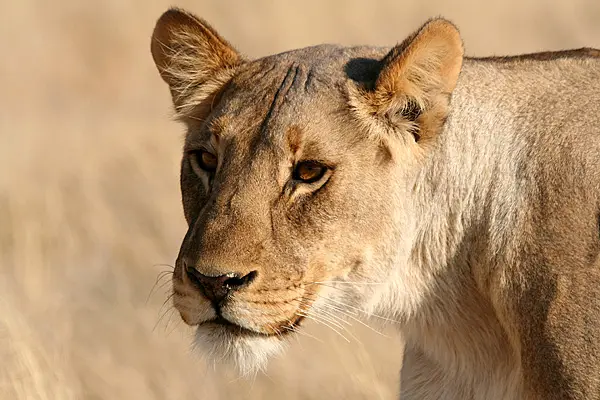 Etosha-4.jpg
