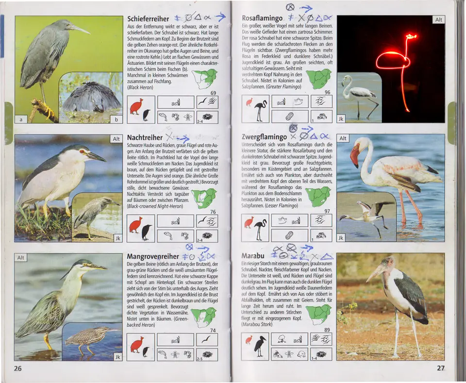 Flamingo-2.jpg