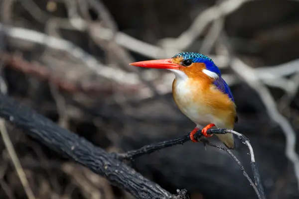 Malachiteisvogel.jpg