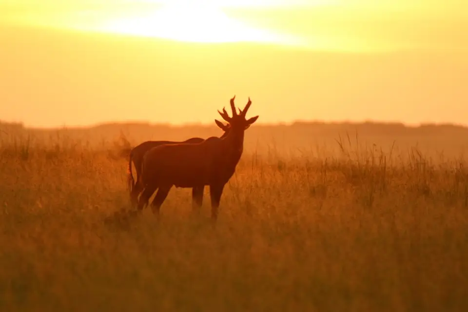 SonnenuntergangMasaiMara(1).JPG