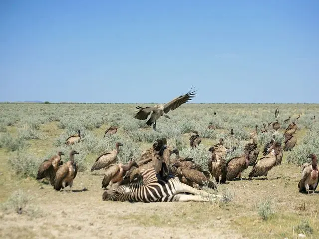 k-IMG_2776_1.JPG