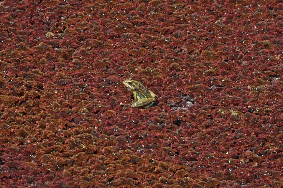 Frosch1.jpg