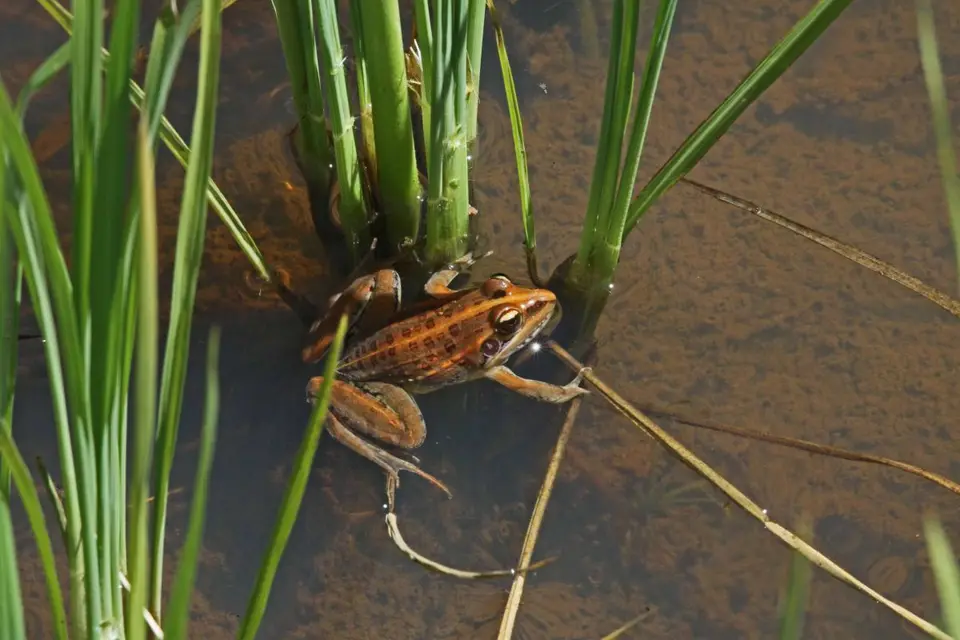 Frosch2.jpg