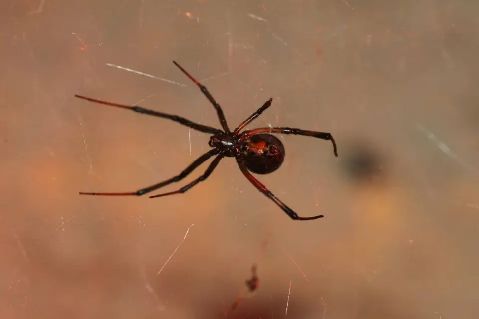 Spinne1.jpg