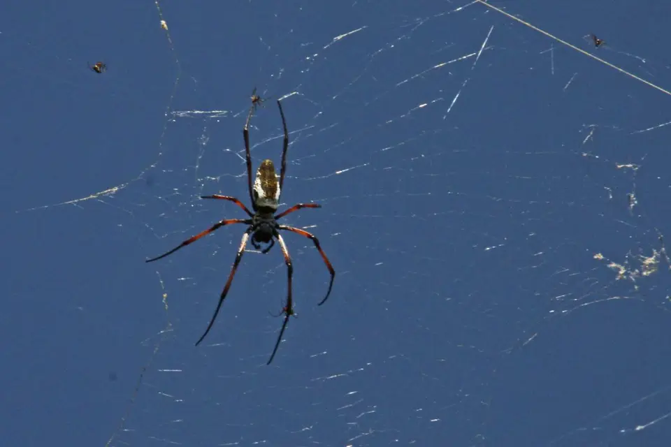 Spinne2.jpg
