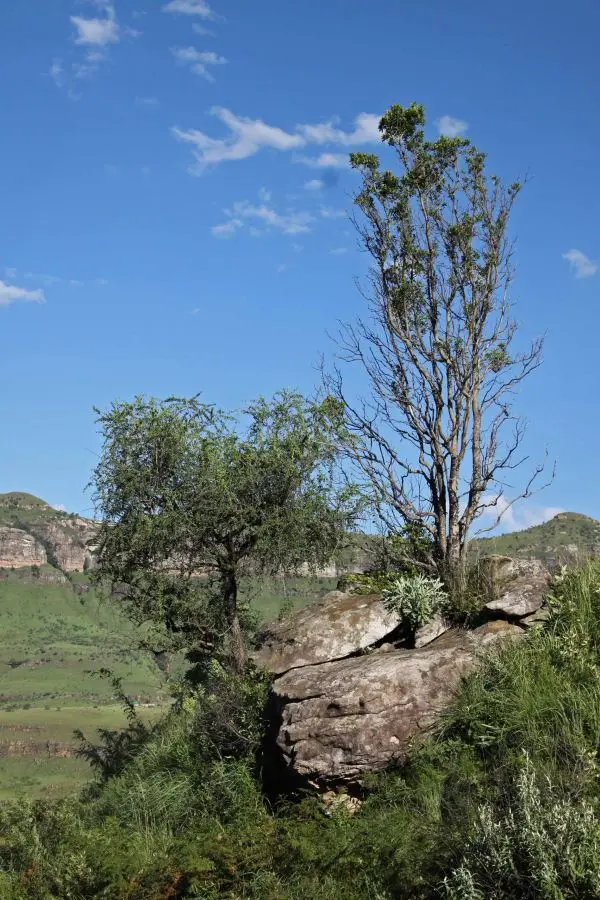 h7072ae4.jpg
