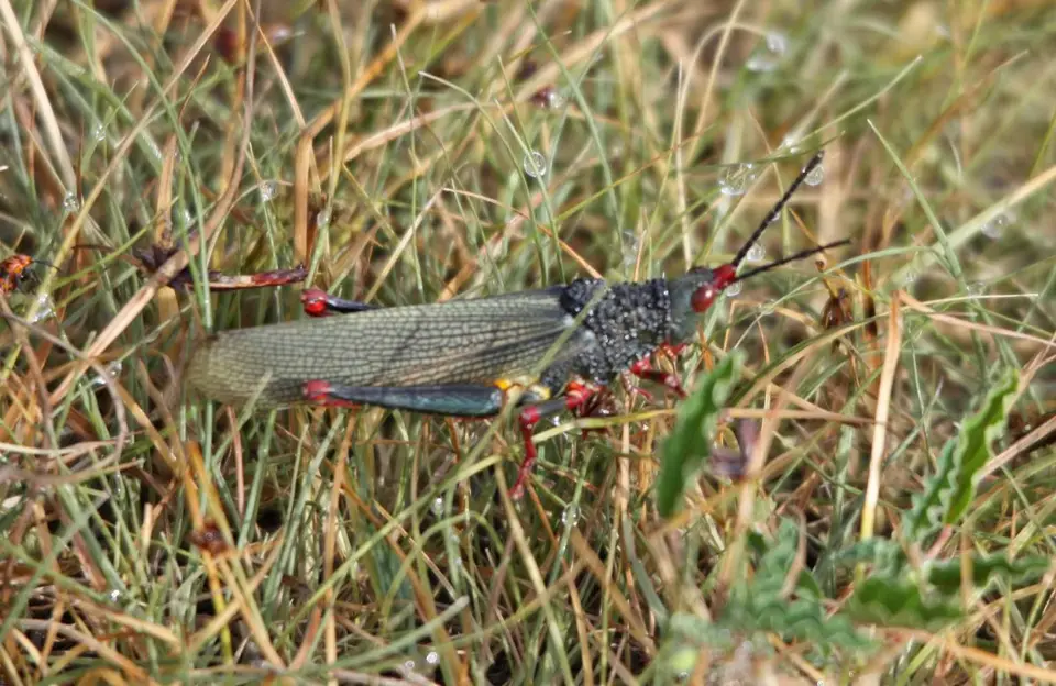 hed98913.jpg