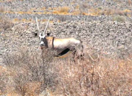 hbc66424.jpg