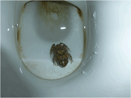 h3eb2ff4.gif