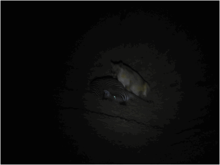 hc79c744.gif