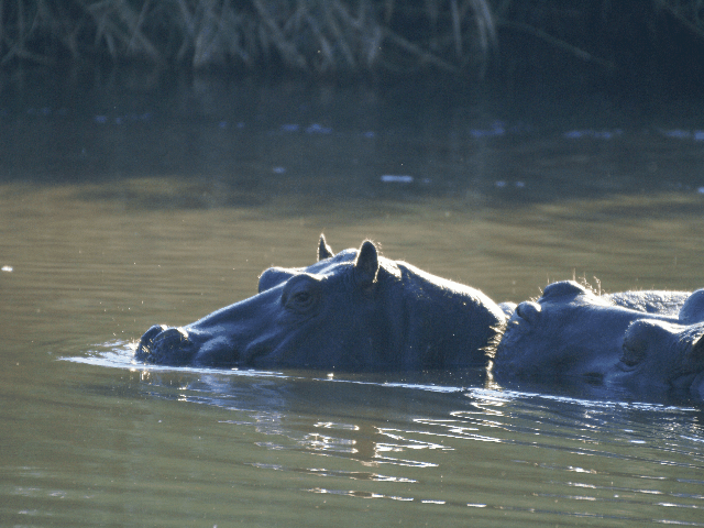 OkavangoHippo.gif